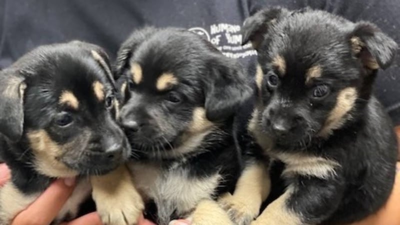 Humane Society of Yuma staff says three puppies are lucky to be alive after being left outside...