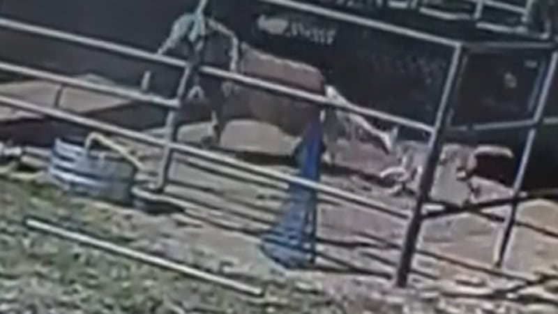 A miniature horse was attacked by a rabid coyote in Tucson.