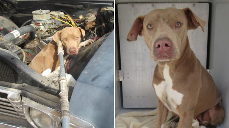 The pup was stuck inside a 1967 Chevy Nova near 67th Avenue and Camelback Road.