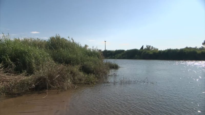 With more water in the Colorado River Delta, vegetation and animals are coming back.
