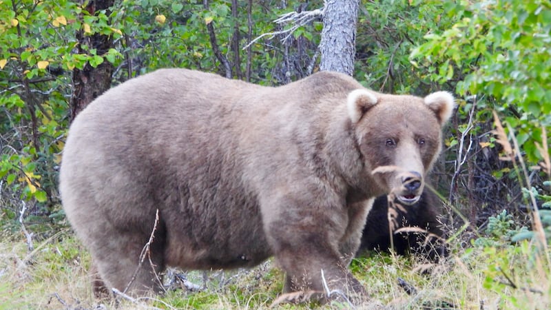 Grazer wins 2024 Fat Bear Week.