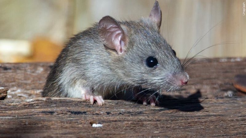 File photo of rat