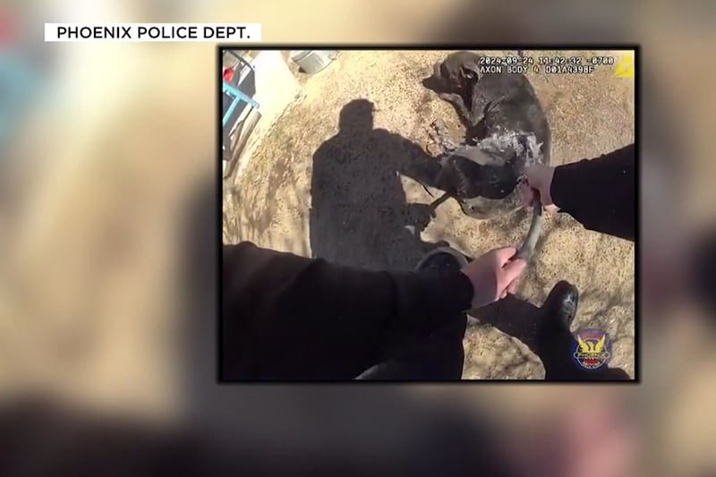 Phoenix Police released body cam video from officers who found two dogs tied to poles and...