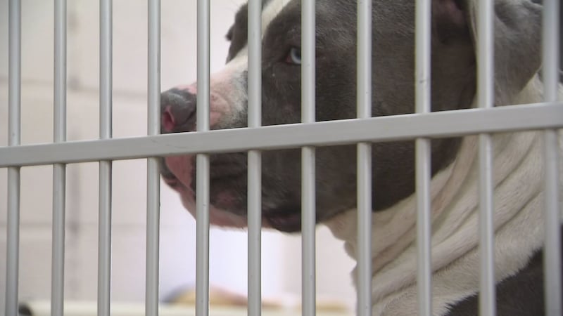 A registry tracking animal abuse could serve a greater purpose in documenting the criminal...