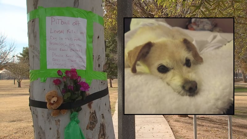The black pit bull grabbed the small dog Misty by the neck. on Friday at Amberwood Park near...