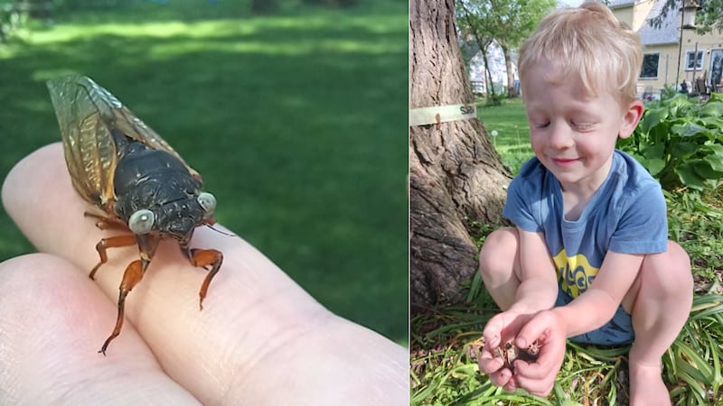 Jack Bailey, 4, made the super-unique discovery in his backyard in the town of Wheaton, Illinois.
