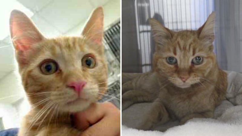 AHS says the grant will be used to help care for lost pets like Skylar, a cat who had been...