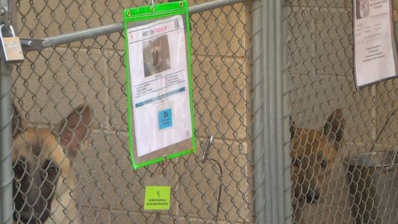 One dog at at Maricopa County Animal Care and Control’s East Valley Animal Care Center tested...