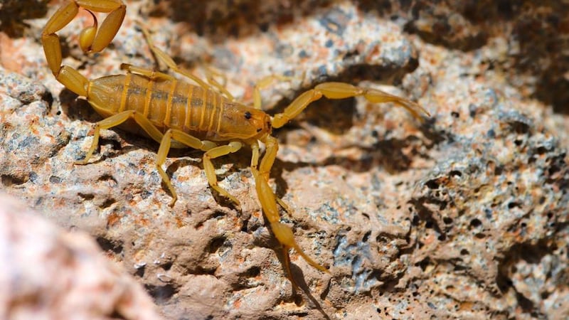 Scorpions are plentiful in Arizona.