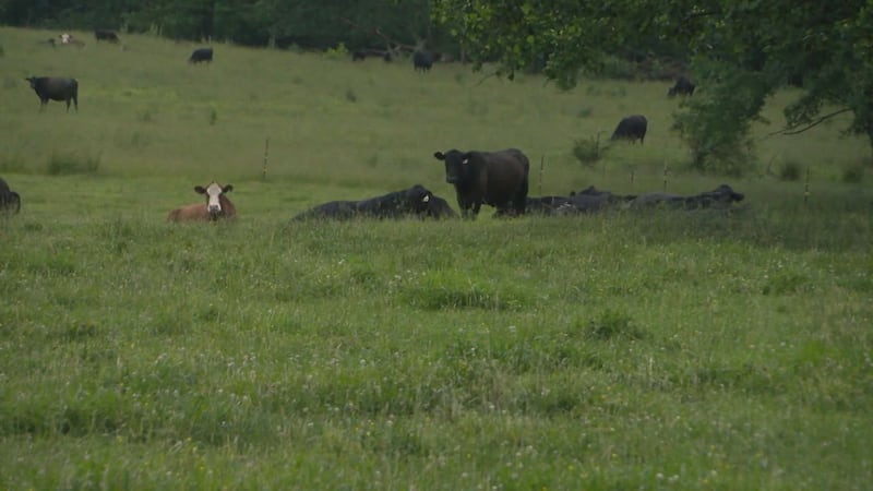 The calf sadly passed away before sunset Tuesday.