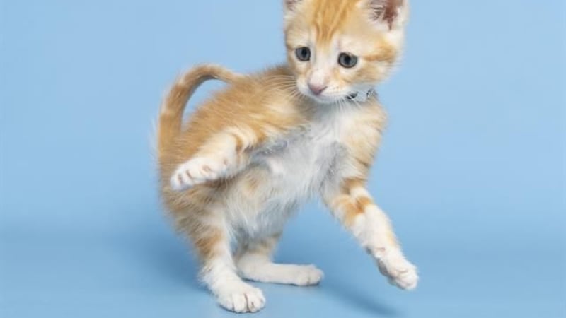 Meet Nala - the orange tabby - now up for adoption in Scottsdale.