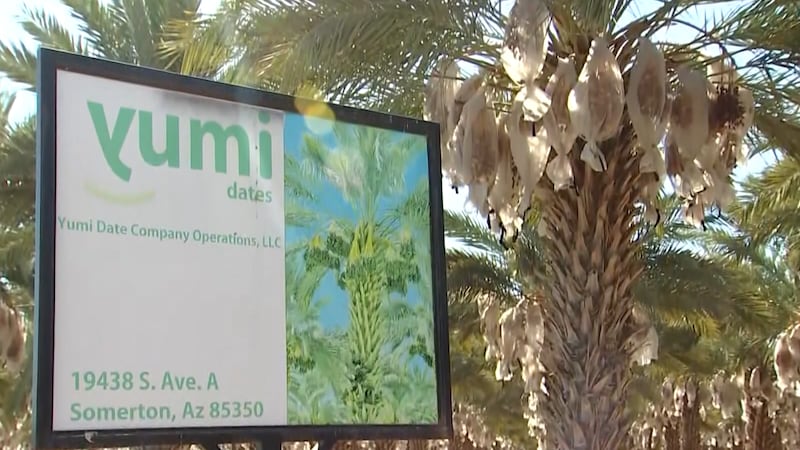 Yuma County date industry brings $30 million to the local economy.