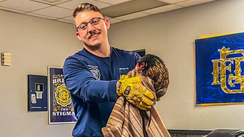 A Glendale firefighter helped rescue a trapped rooster who wandered into the station.