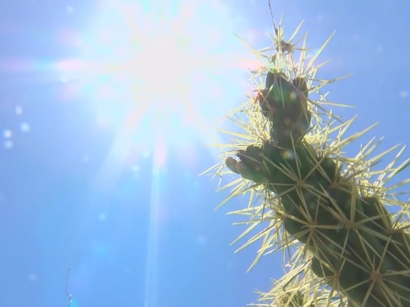 As of Aug. 1, Maricopa County has recorded 39 heat-associated deaths.