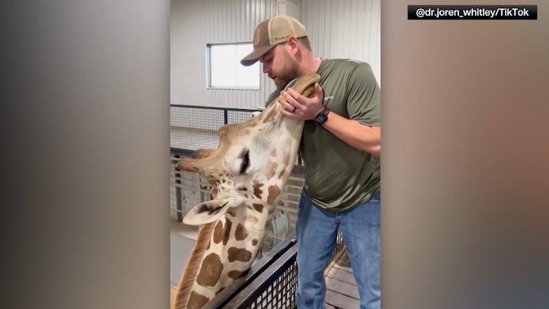 Dr. Joren Whitley was called in to relieve a jaw problem on Gerry the giraffe, who was having...