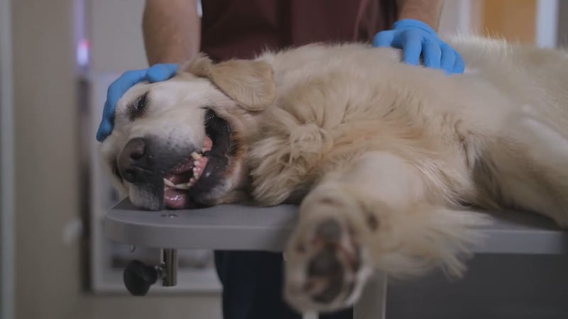 Veterinarians say Valley Fever doesn’t have to be a death sentence or a lifetime of...