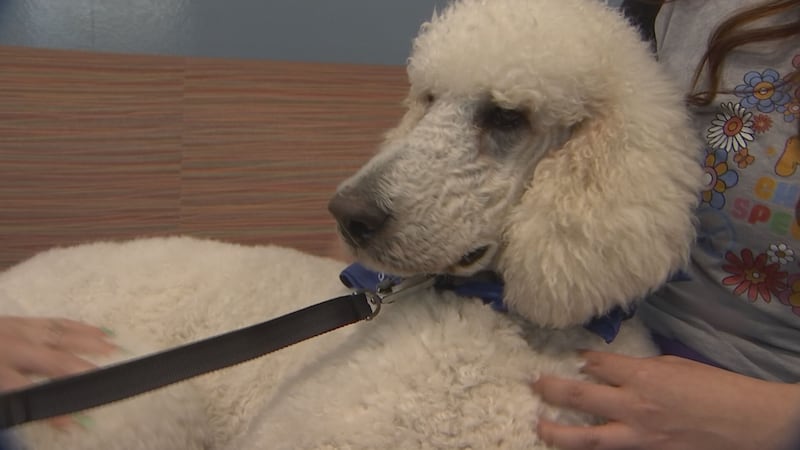 Gumby is a two-year-old white poodle.