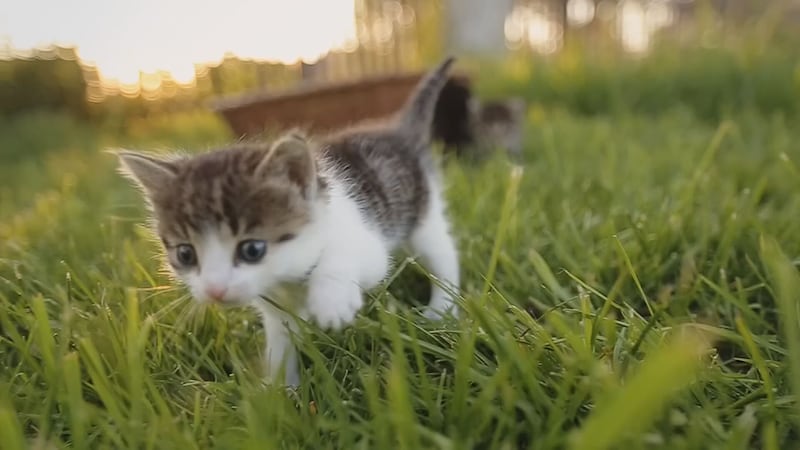 Many local shelters, including AAWL, are overwhelmed with kittens and need the community’s...