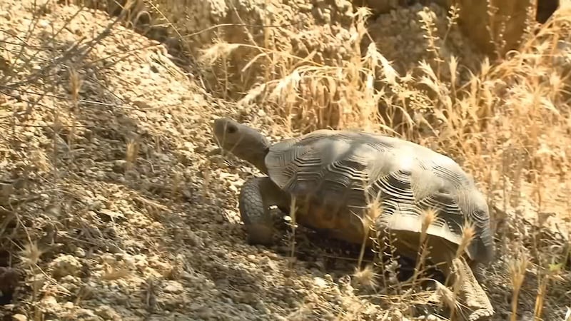 One of the biggest dangers for Sonoran Desert Tortoises is being hit by vehicles, according to...