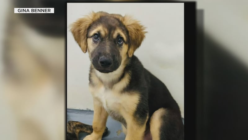 Currently, dogs only have to be 4 months old to travel internationally.