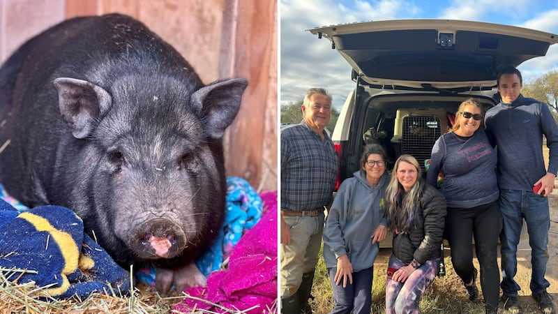 The HARTT team and an ADOT engineer in training made a custom trap to catch the potbelly pig.