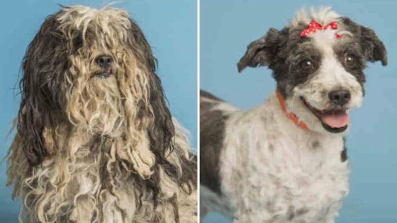 Before and after photos of Bella, a 12-year-old miniature poodle who was taken to the Arizona...