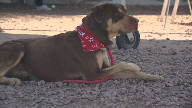 Boyka is looking for a loving home after his owner was deployed.