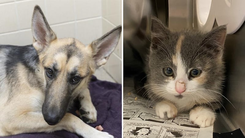 Among the animals were Fawn (left) and Rin (right), who were the first pets to be placed in...