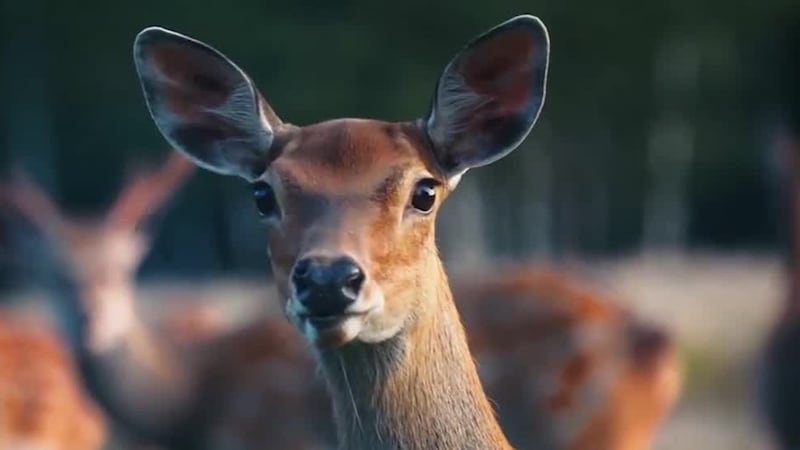 According to State Farm, you are most likely to hit an animal in West Virginia, Montana,...