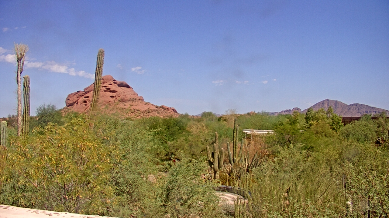 Desert Botanical Garden