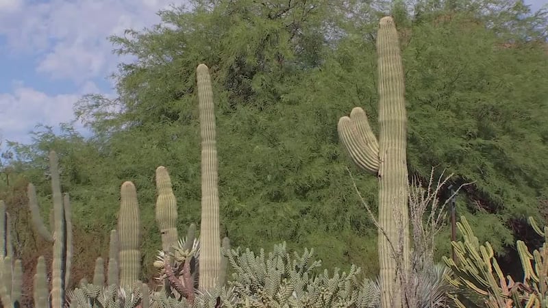 A research scientist explains an unsettling trend between Arizona's extreme heat and its...