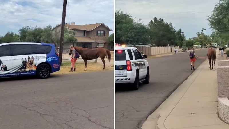 A video sent to Arizona’s Family shows the owner reuniting with her horse and walking it back...