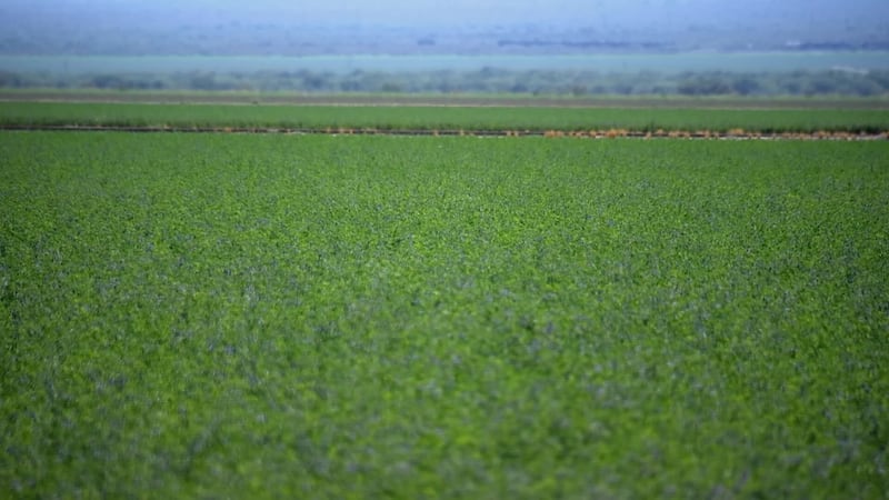 A foreign company owns the farm but doesn't own the land.