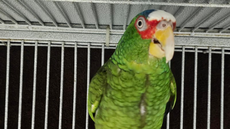 Pepper the potty-mouthed parrot is looking for his forever home.