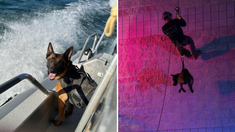 Deputies say he “was a powerhouse of a dog, amazing partner, and a symbol for the ideal police...