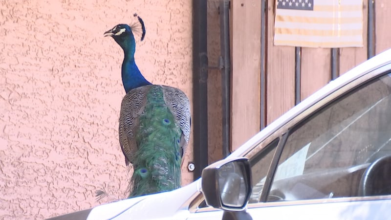 A peacock stands on top of a car parked in front of a house in Phoenix neighborhood.