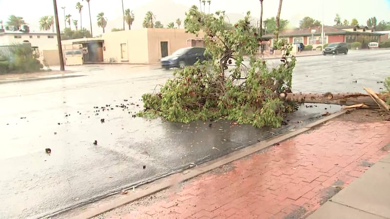 The power of the monsoon storm knocked down trees in Phoenix.