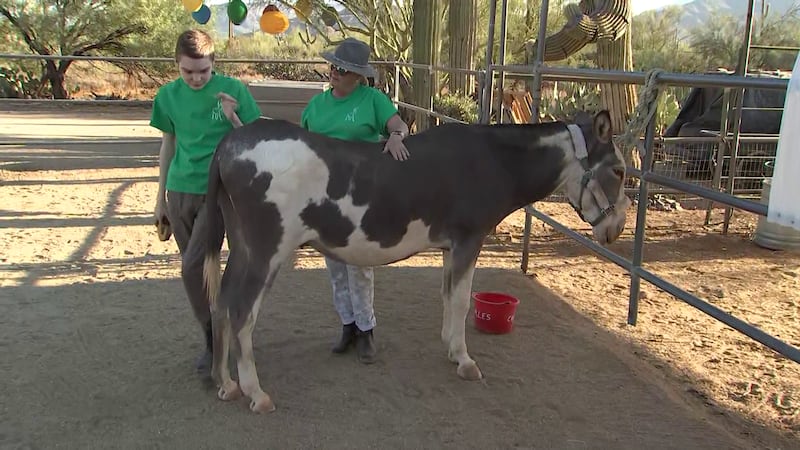 “The Donkeys of the Heart” in Cave Creek offers therapeutic and adaptive riding.