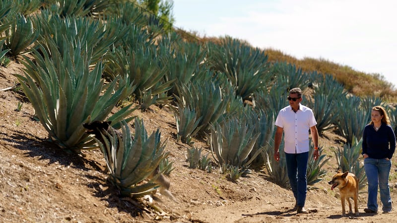 Leo Ortega and his wife walk around their property, surrounded by blue agave plants, in...